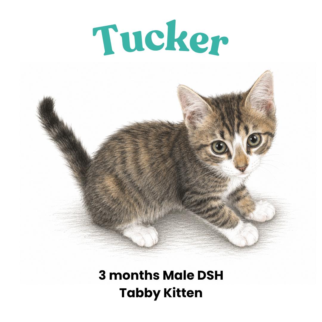 Enlarge Tucker, a Adoptable mixed breed in Houston, TX image 4/6