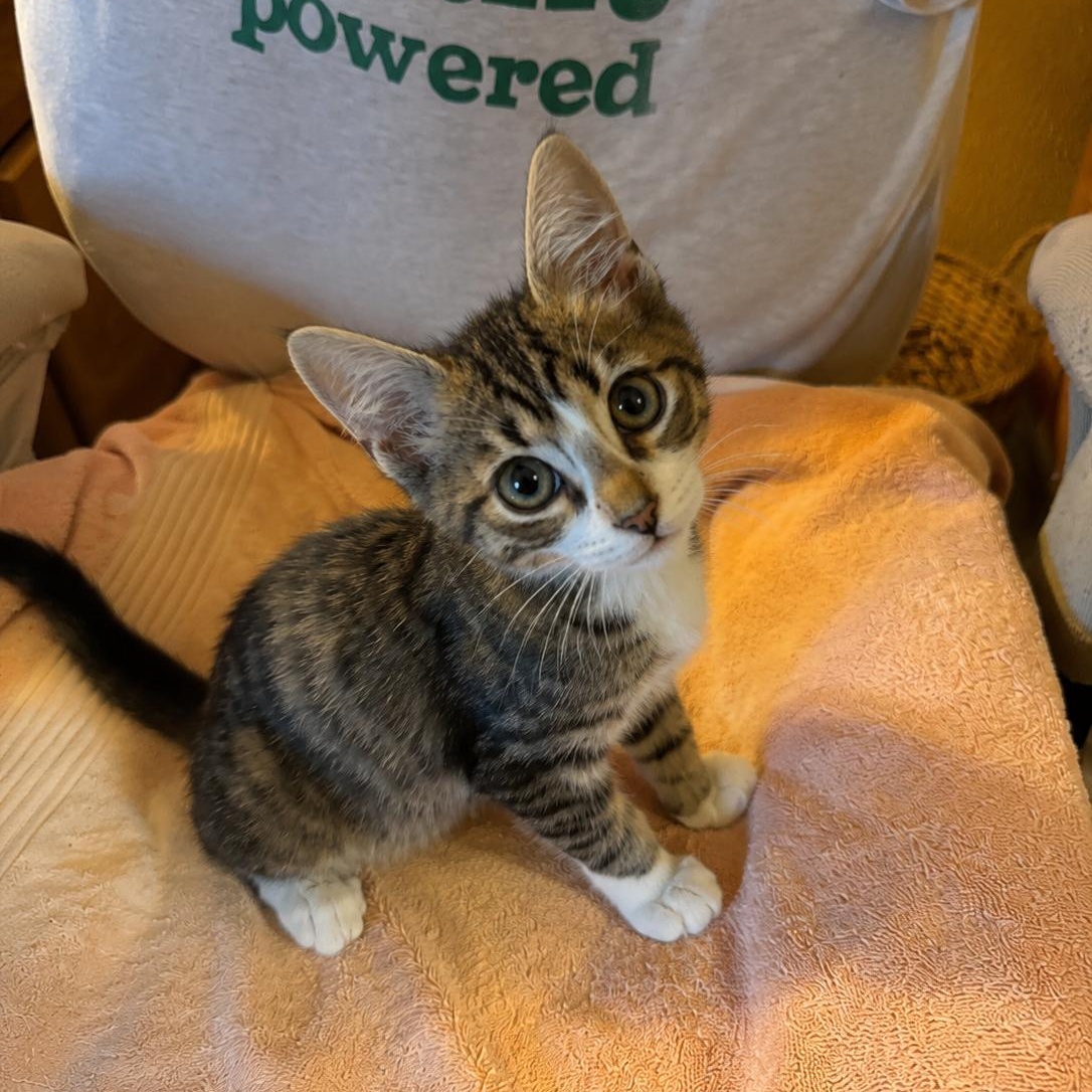 Tucker, Adoptable, Kitten Male Domestic Short Hair & Tabby.