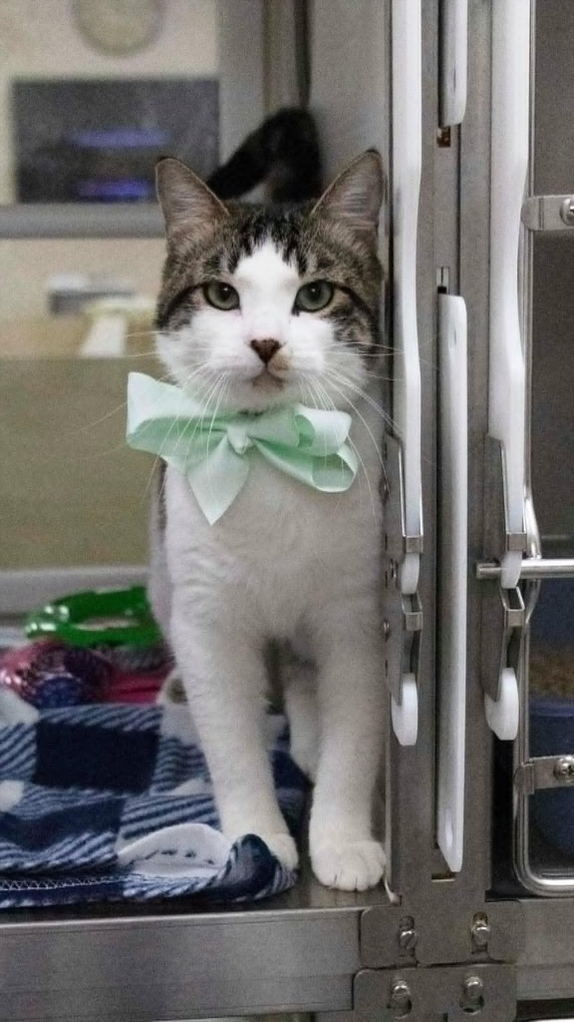 Enlarge Zak, a Adoptable Domestic Short Hair in Mesquite, TX image 1/1