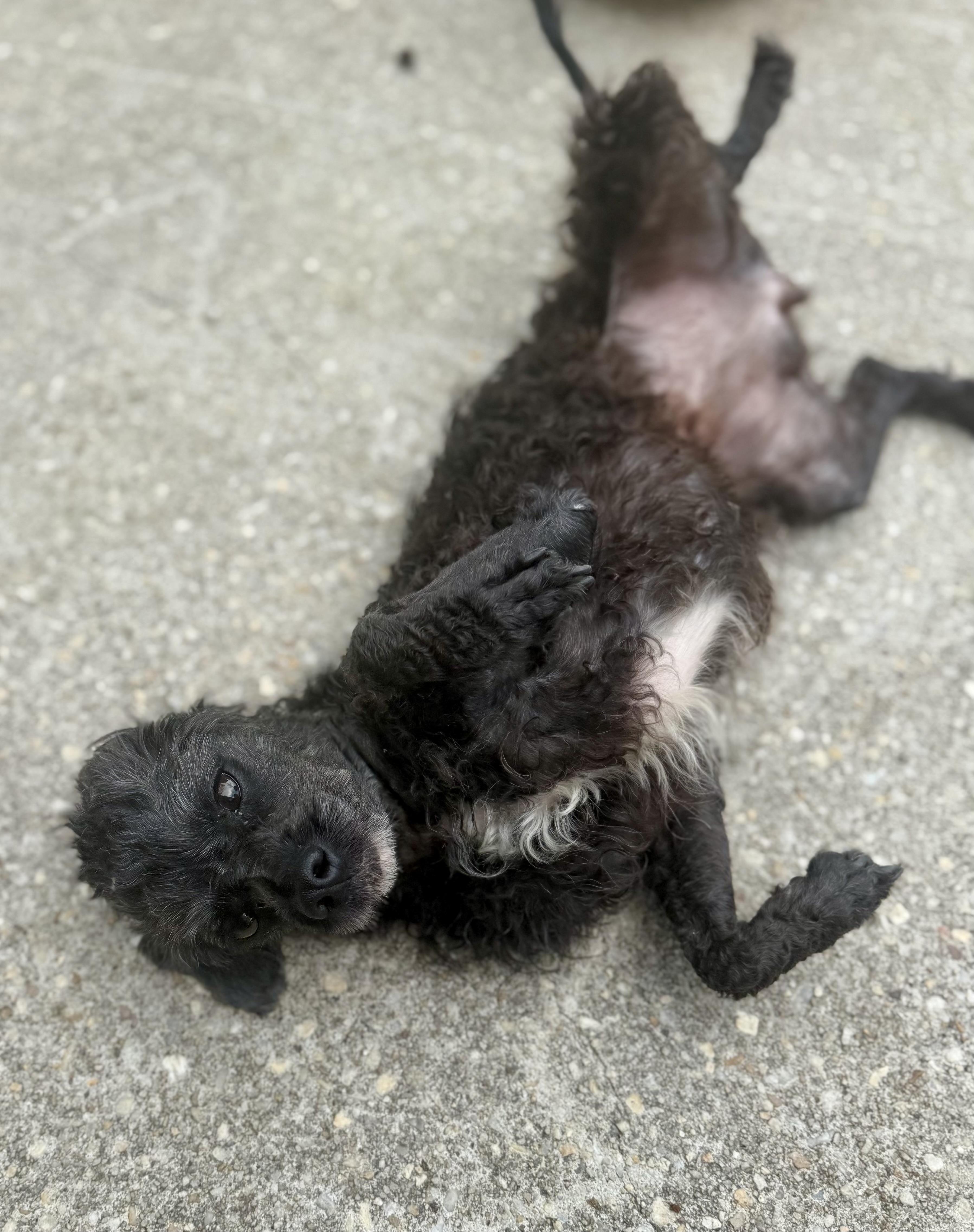Roxie, a ADOPTABLE Miniature Poodle in Hartsville, SC image 4/6