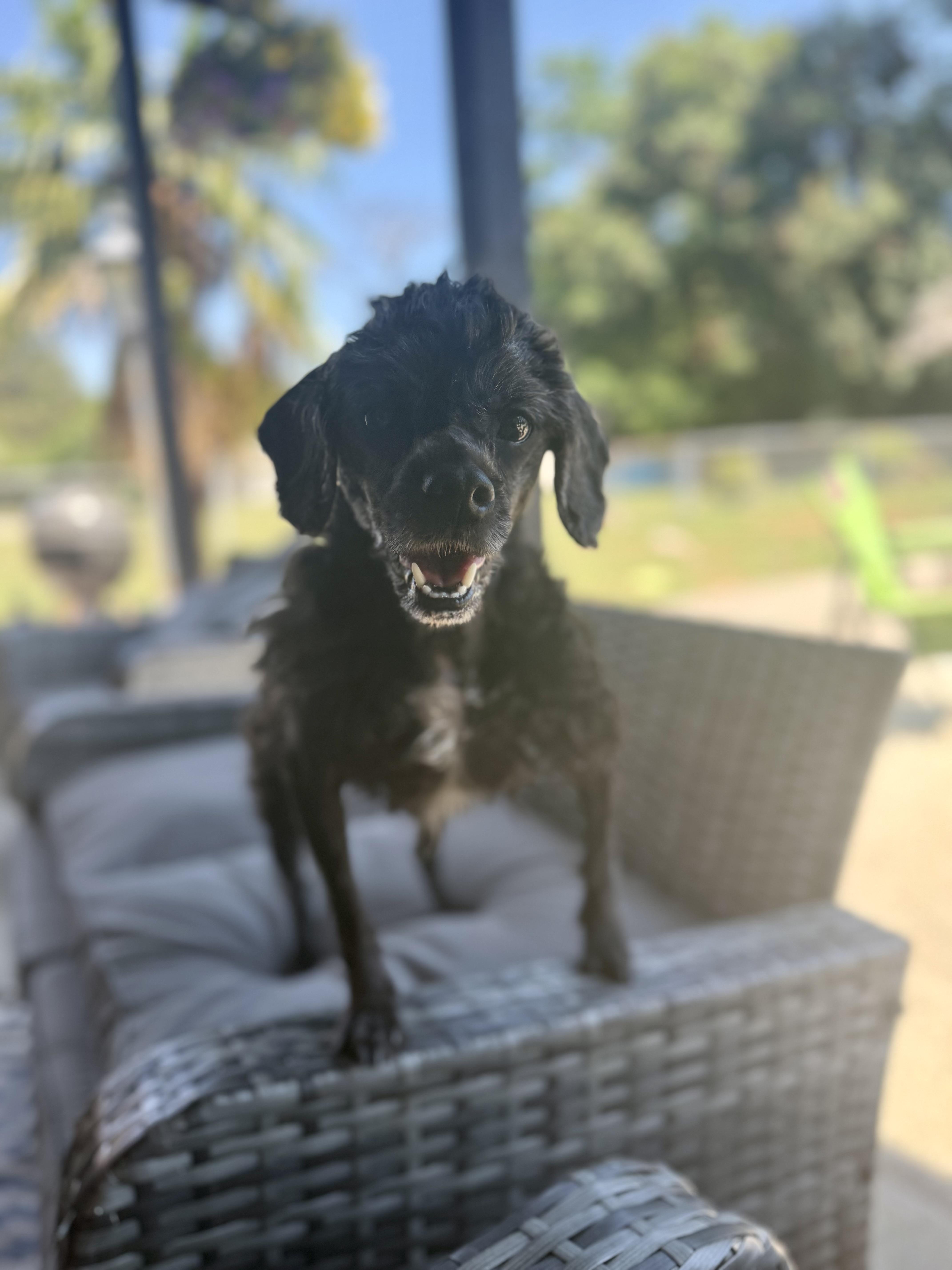Roxie, a ADOPTABLE Miniature Poodle in Hartsville, SC image 1/6