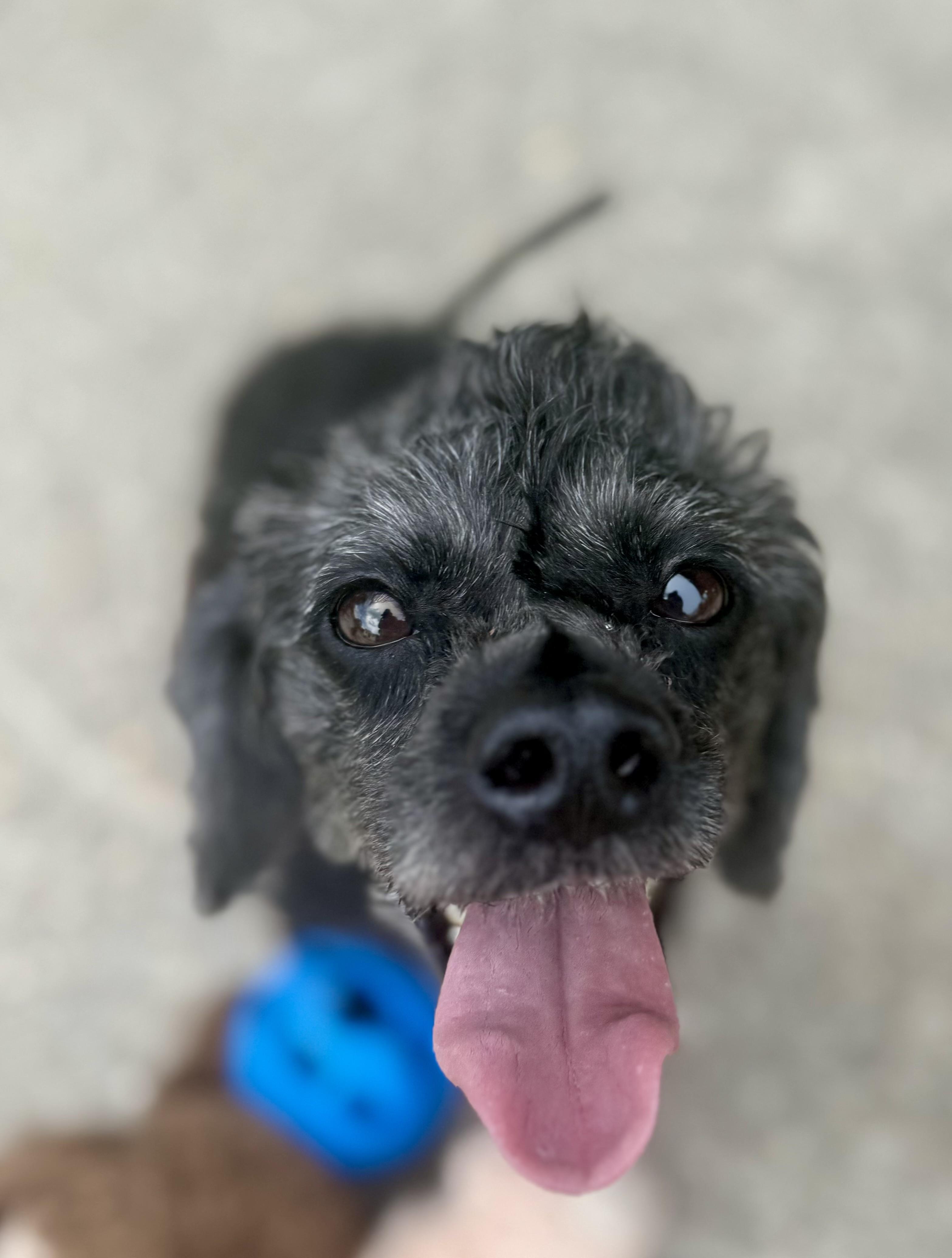 Roxie, a ADOPTABLE Miniature Poodle in Hartsville, SC image 3/6