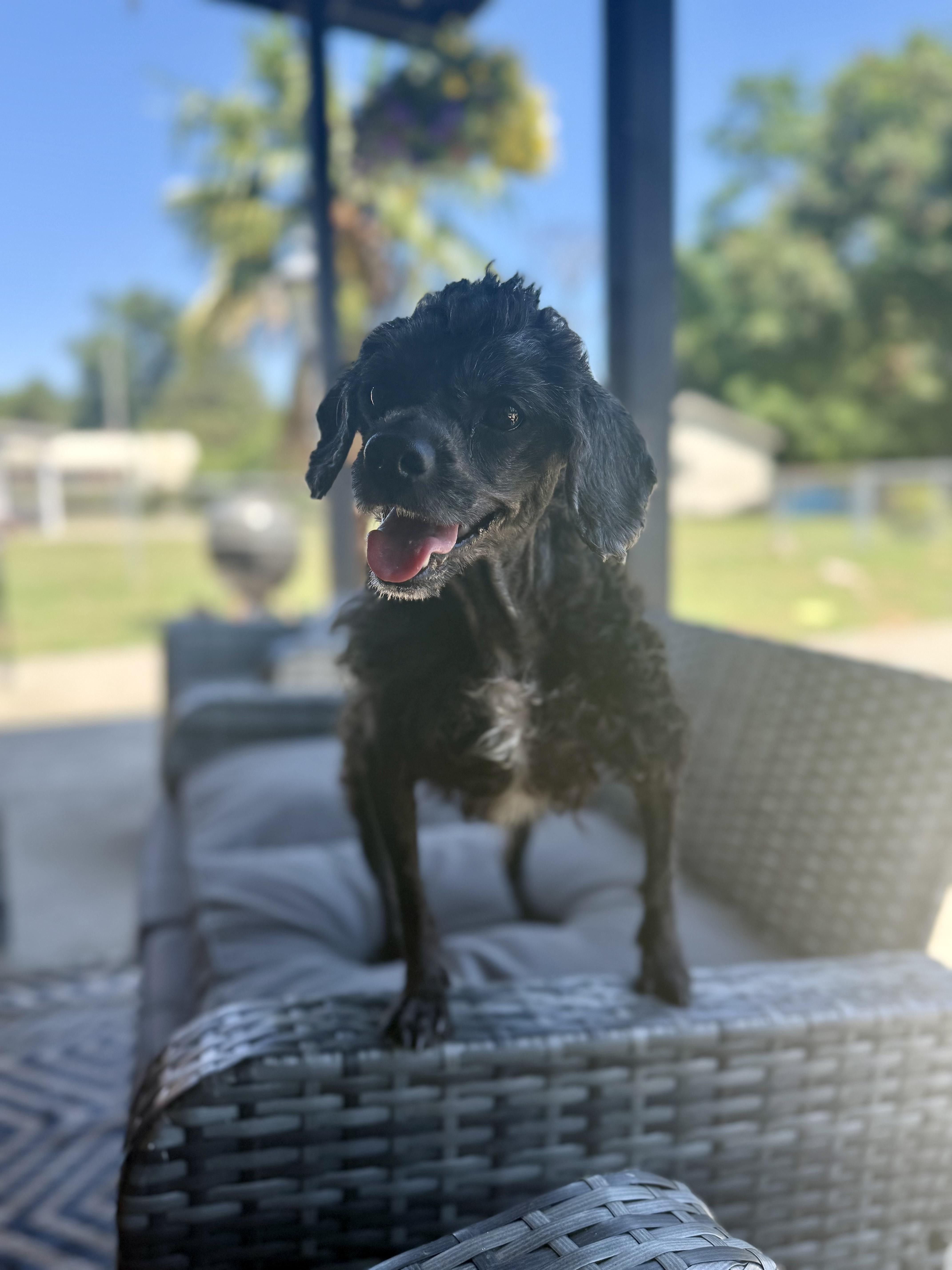 Roxie, a ADOPTABLE Miniature Poodle in Hartsville, SC image 2/6