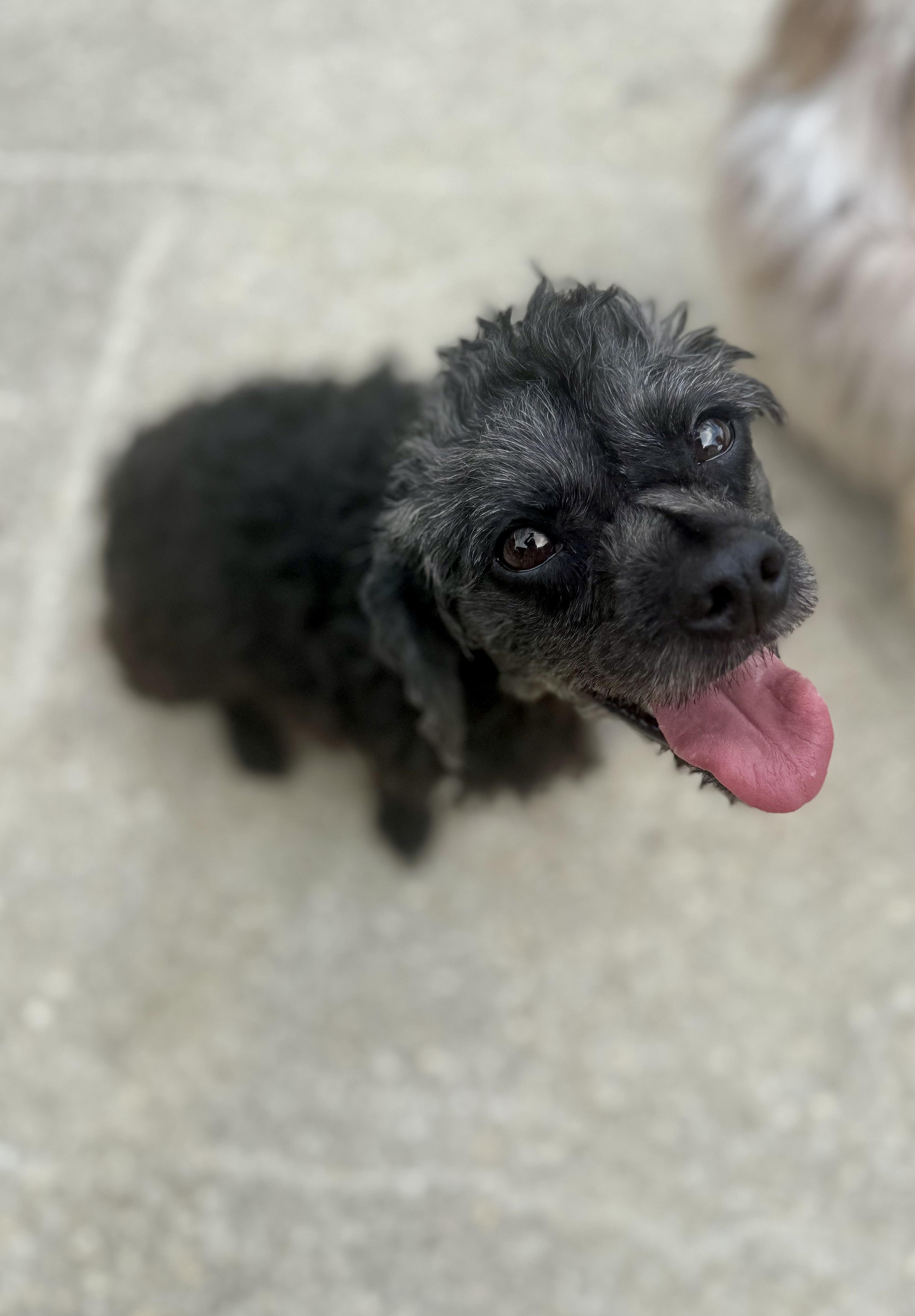 Roxie, a ADOPTABLE Miniature Poodle in Hartsville, SC image 6/6