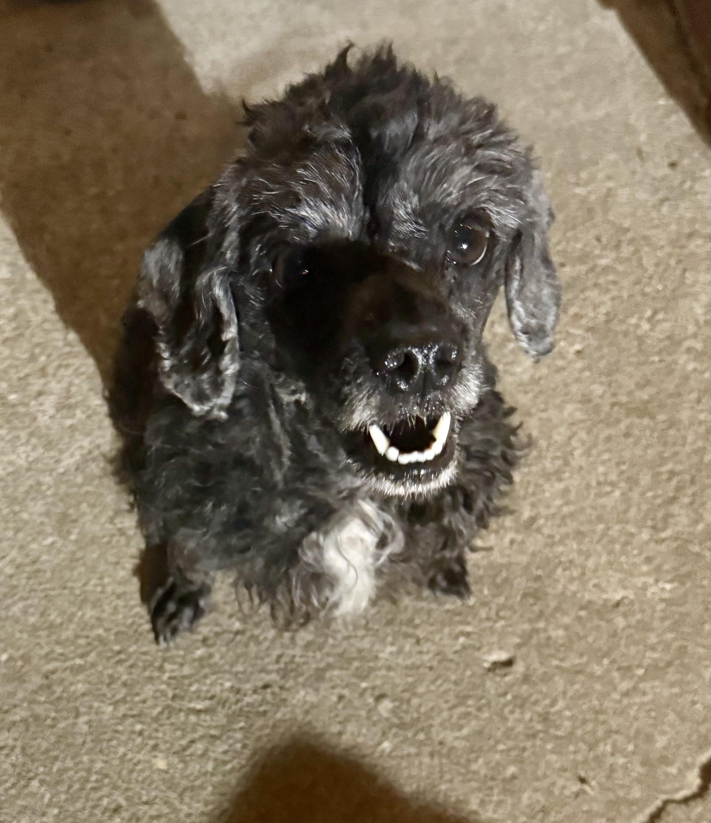 Roxie, a ADOPTABLE Miniature Poodle in Hartsville, SC image 5/6