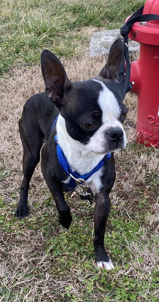 Laini Taylor KY4801, a Adoptable Boston Terrier in Maryville, TN image 1/3