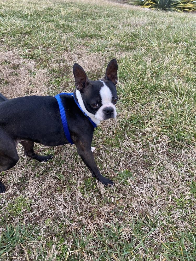 Laini Taylor KY4801, a Adoptable Boston Terrier in Maryville, TN image 2/3
