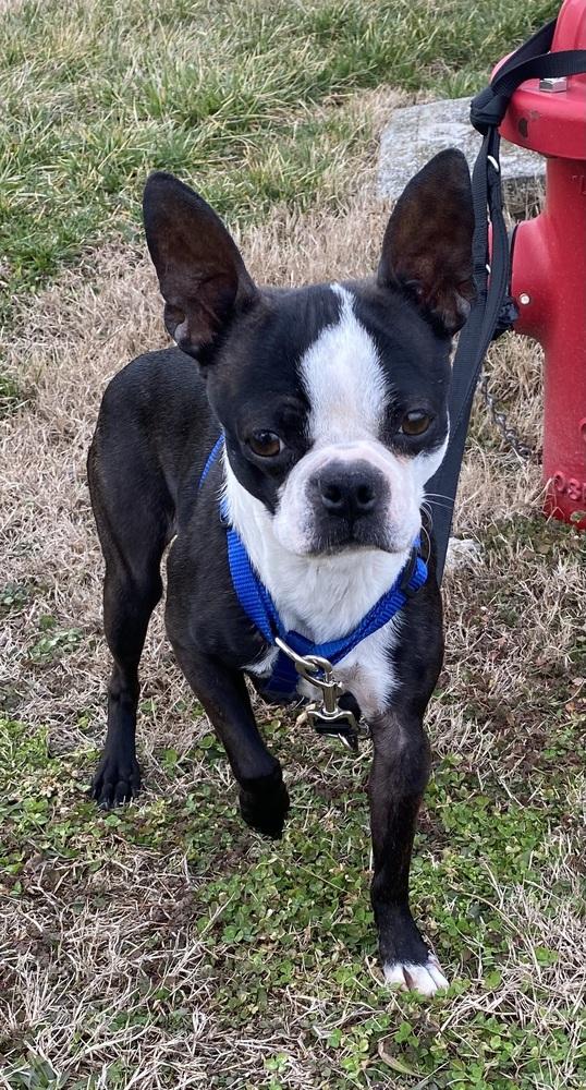 Laini Taylor KY4801, a Adoptable Boston Terrier in Maryville, TN image 3/3