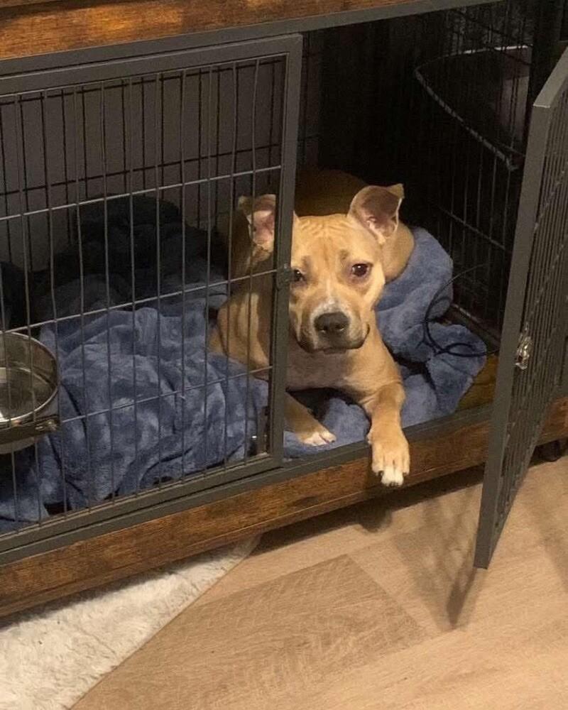 Mila, Adoptable, Adult Female Pit Bull Terrier.