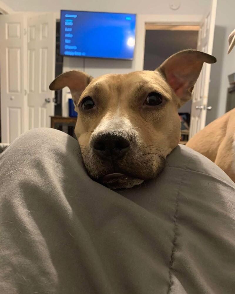 Mila, a Adoptable Pit Bull Terrier in Disputanta, VA image 2/6