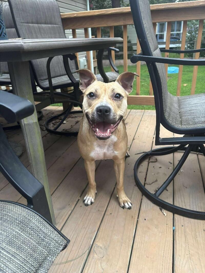 Mila, a Adoptable Pit Bull Terrier in Disputanta, VA image 3/6