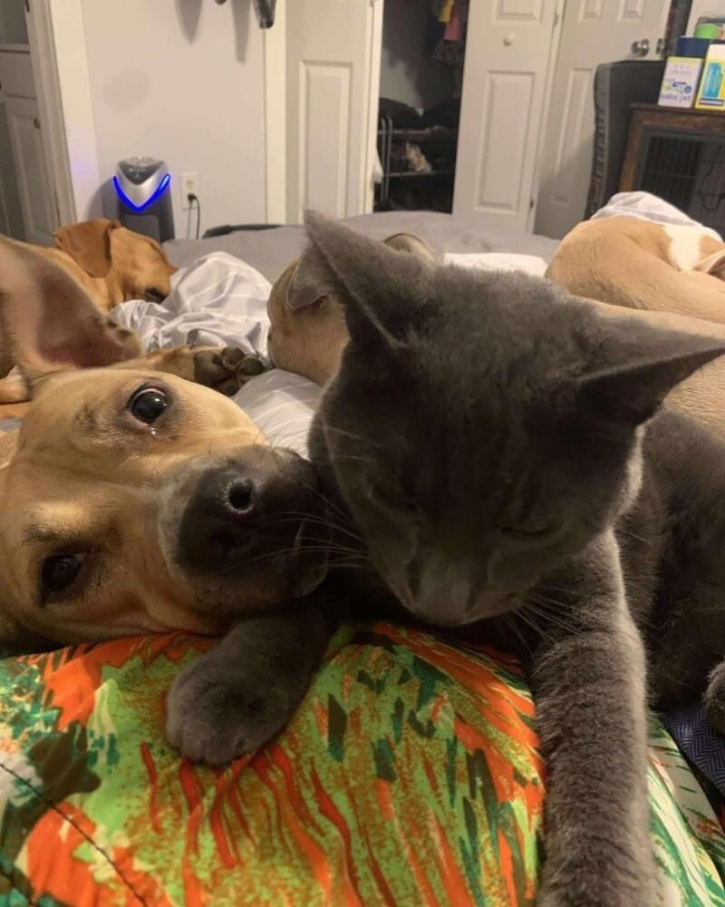 Mila, a Adoptable Pit Bull Terrier in Disputanta, VA image 4/6