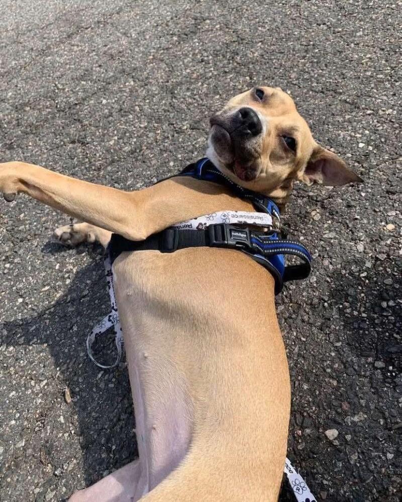 Mila, a Adoptable Pit Bull Terrier in Disputanta, VA image 5/6