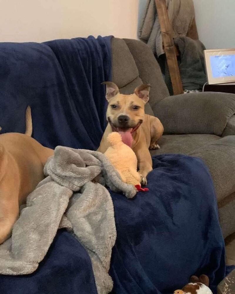 Mila, a Adoptable Pit Bull Terrier in Disputanta, VA image 6/6