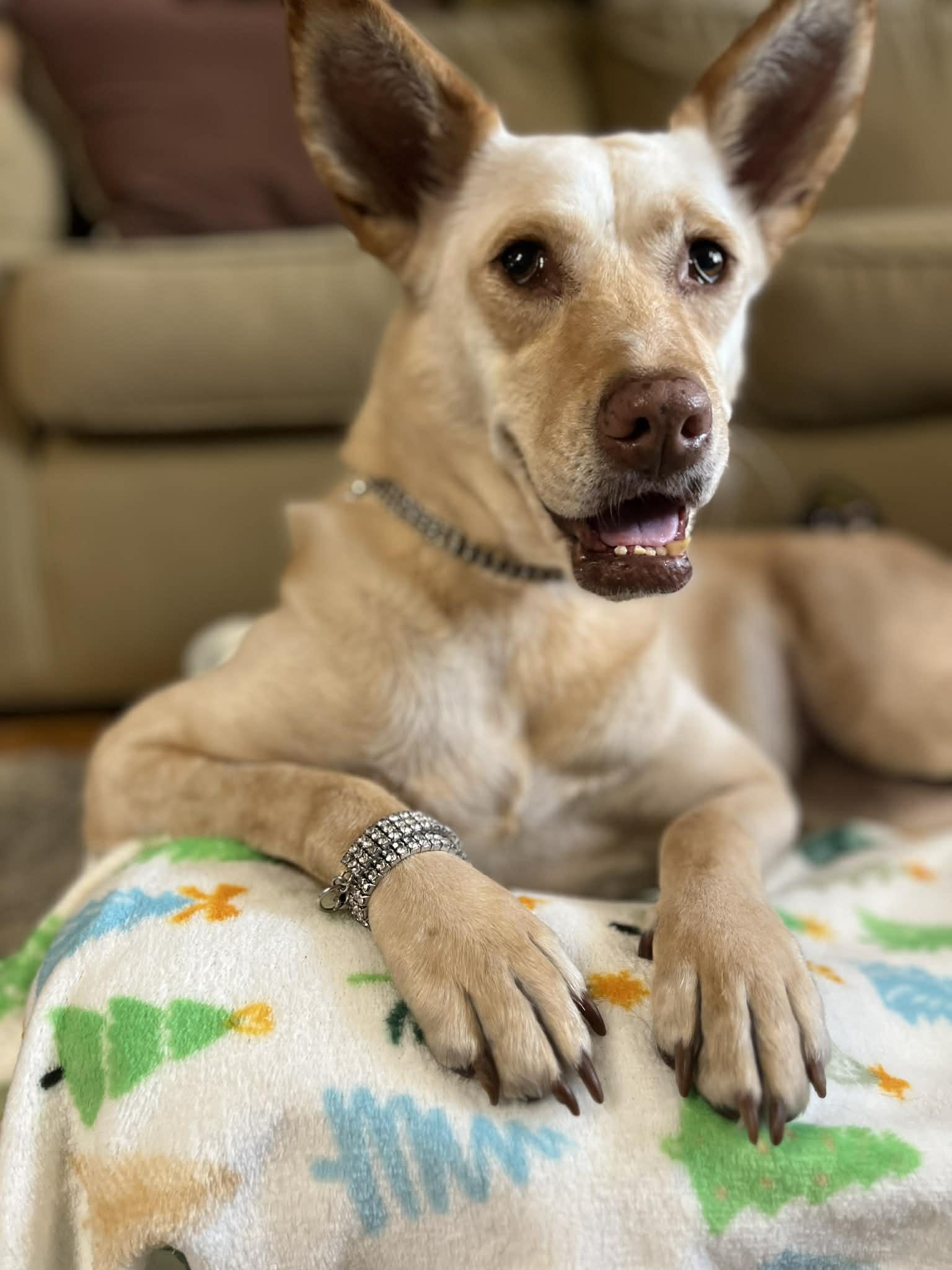 LiLou, Adoptable, Adult Female Shepherd.