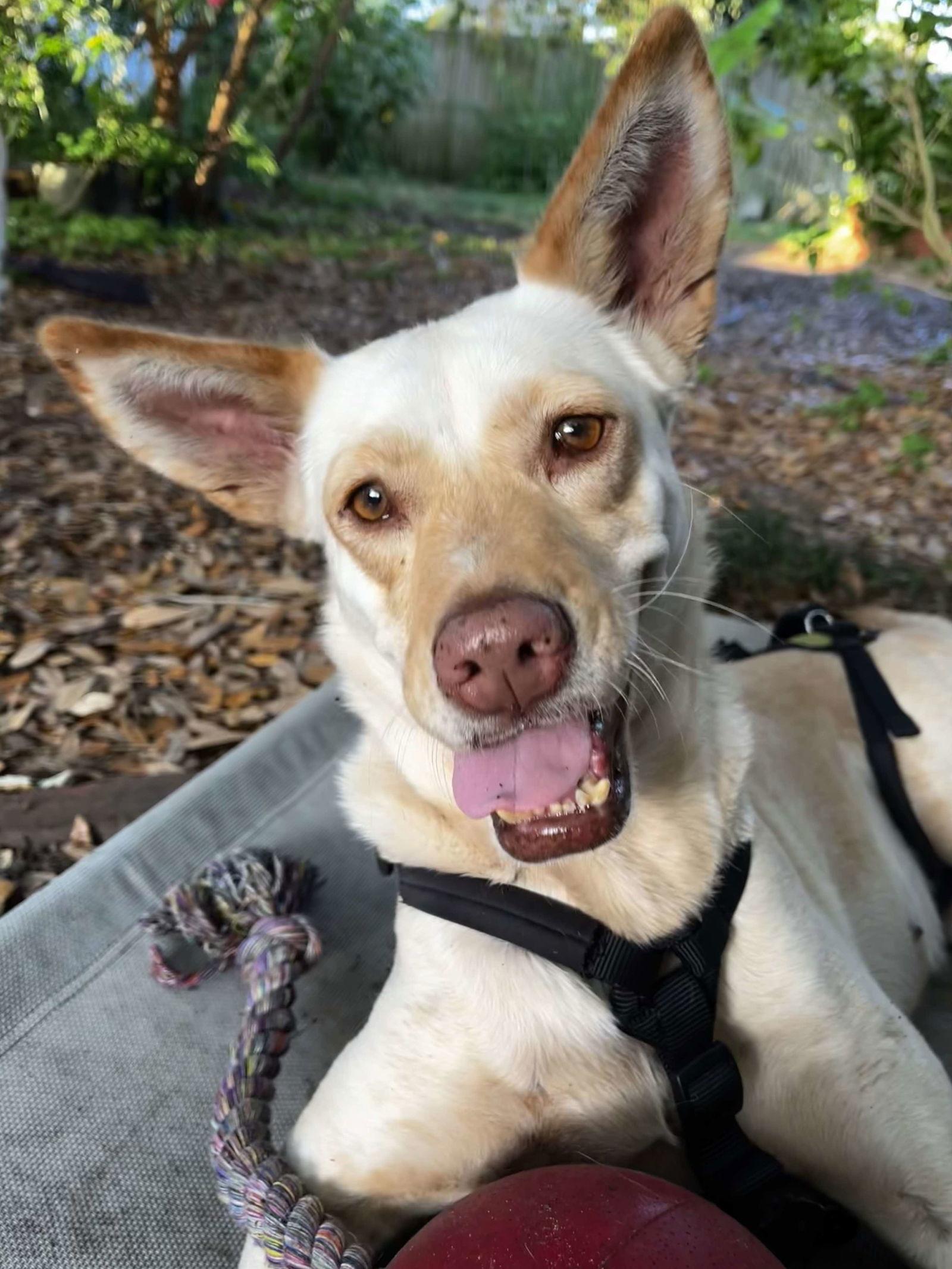LiLou, a Adoptable Shepherd in Osteen, FL image 2/3
