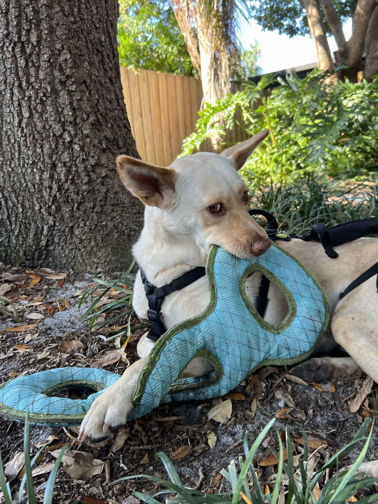 LiLou, a Adoptable Shepherd in Osteen, FL image 3/3