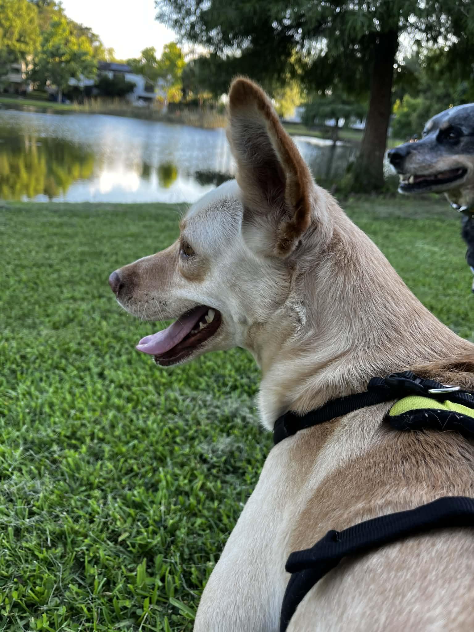 LiLou, Adoptable, Adult Female Shepherd.