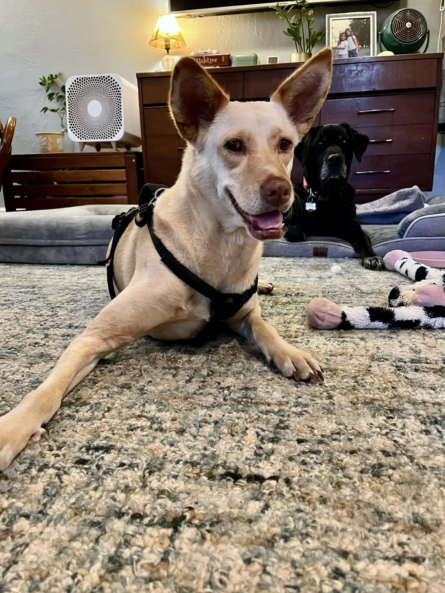 Enlarge LiLou, a Adoptable Shepherd in Osteen, FL image 2/3