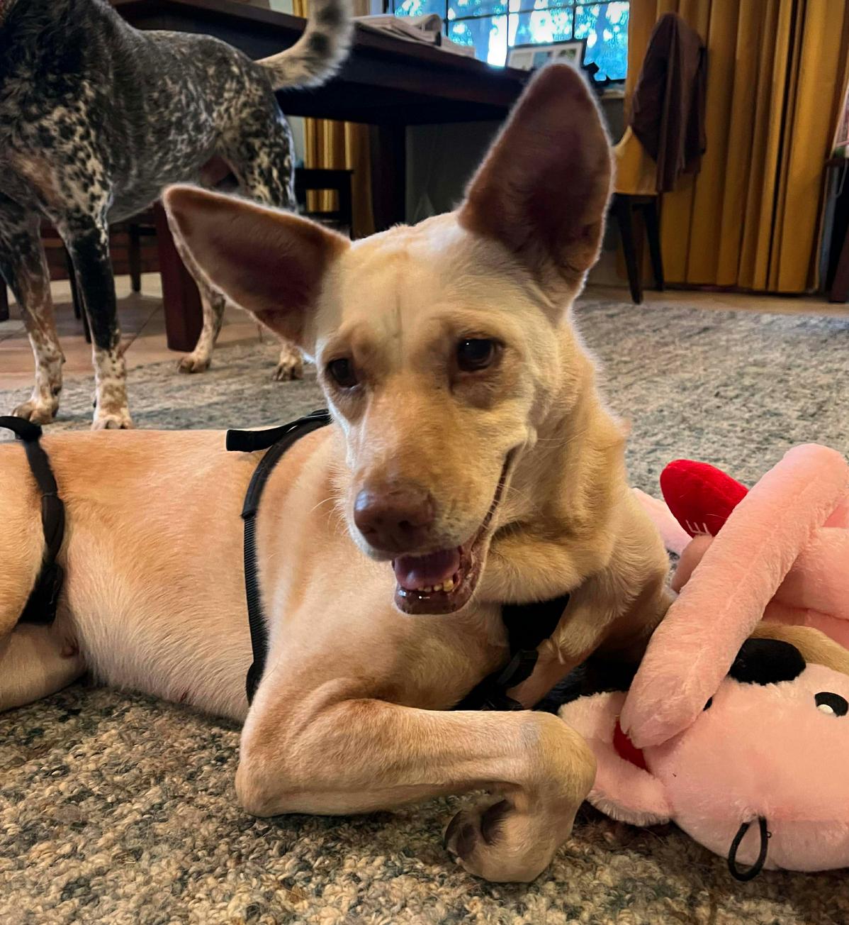 Enlarge LiLou, a Adoptable Shepherd in Osteen, FL image 1/3