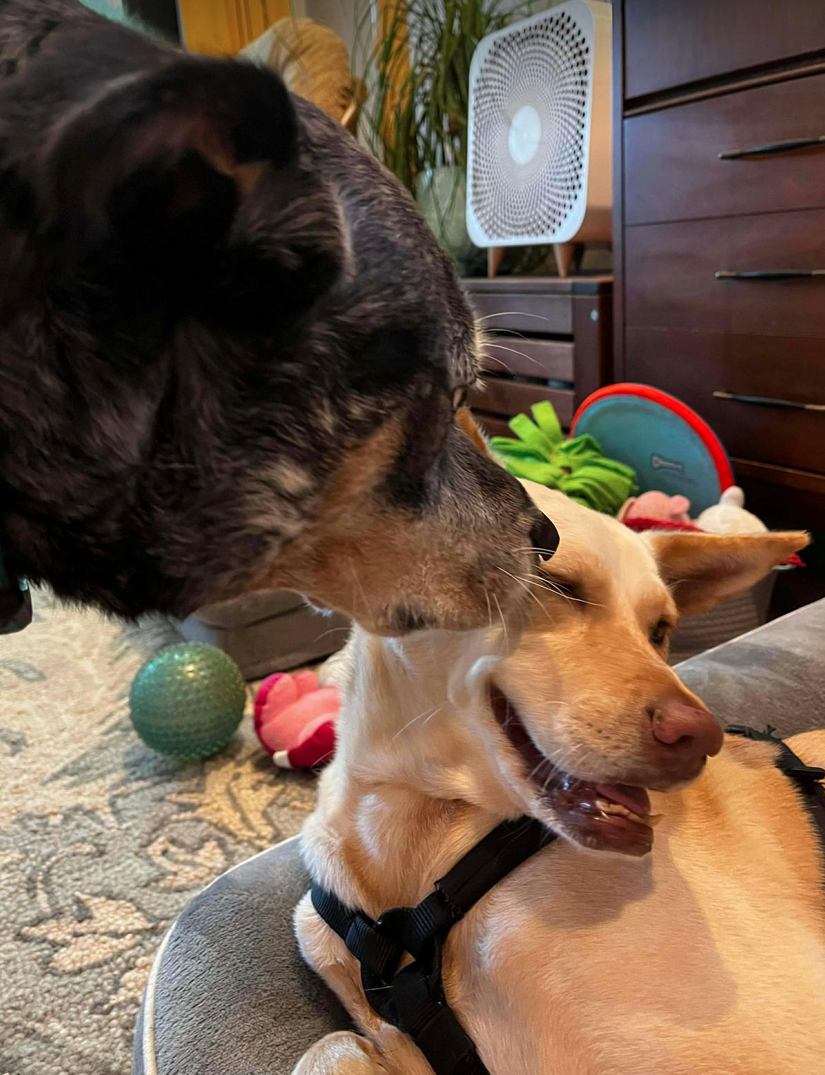 Enlarge LiLou, a Adoptable Shepherd in Osteen, FL image 2/3