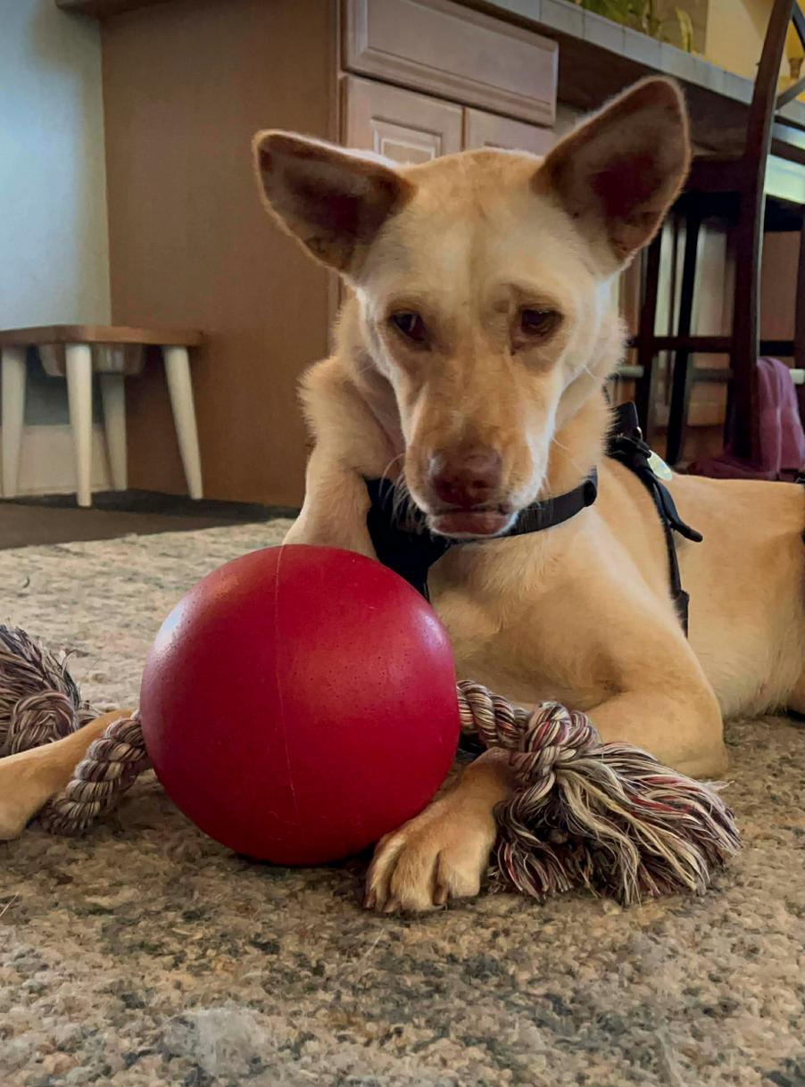 Enlarge LiLou, a Adoptable Shepherd in Osteen, FL image 3/3