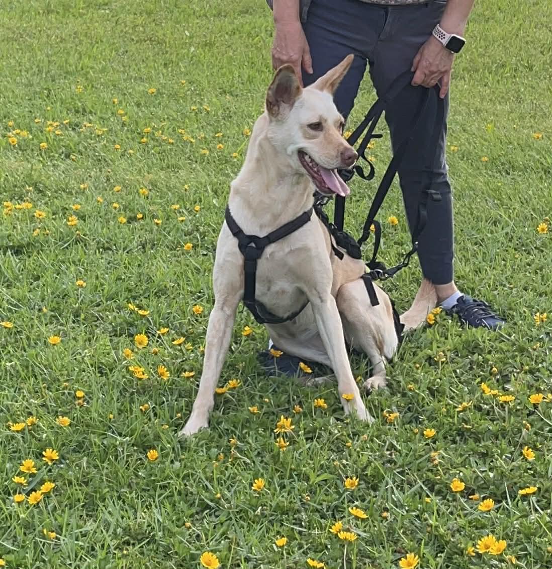 Enlarge LiLou, a Adoptable Shepherd in Osteen, FL image 3/3