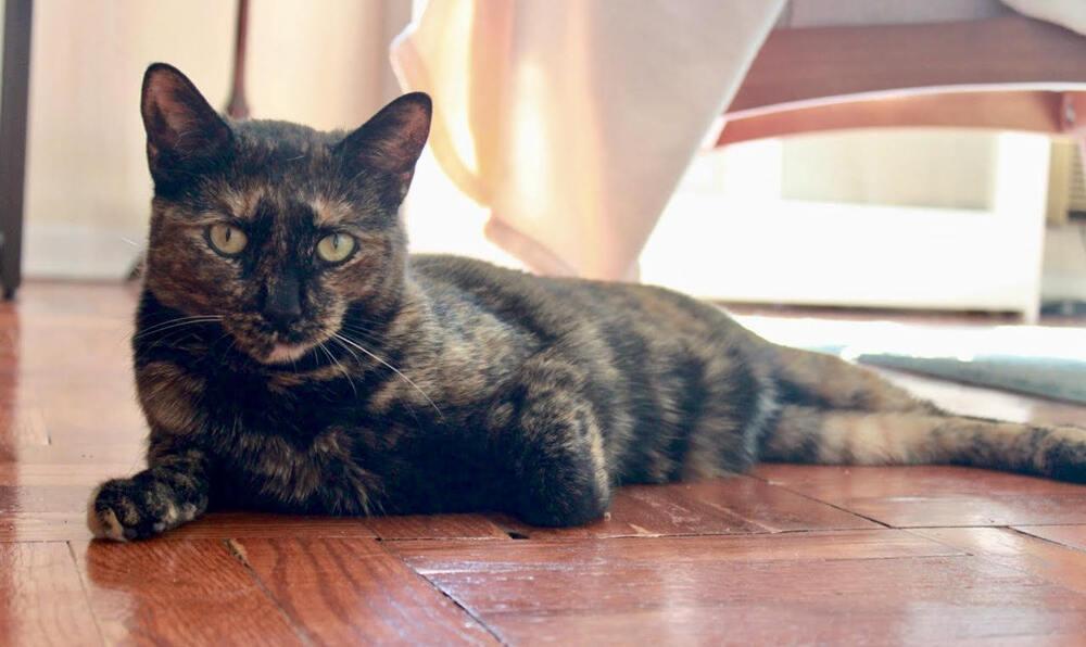 Tina, Adoptable, Adult Female Domestic Short Hair.