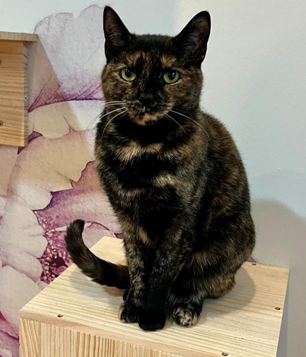 Enlarge Tina, a Adoptable Domestic Short Hair in Long Island City, NY image 2/4