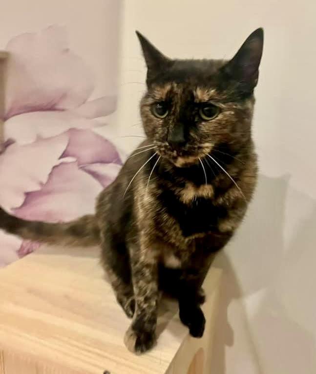 Enlarge Tina, a Adoptable Domestic Short Hair in Long Island City, NY image 3/4