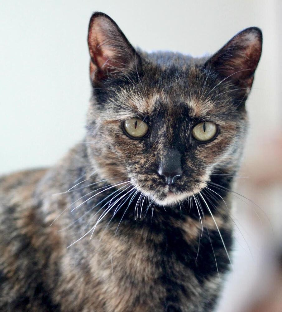 Enlarge Tina, a Adoptable Domestic Short Hair in Long Island City, NY image 4/4