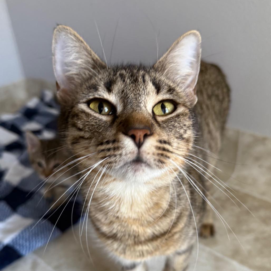 Magnolia, Adoptable, Adult Female Domestic Short Hair.