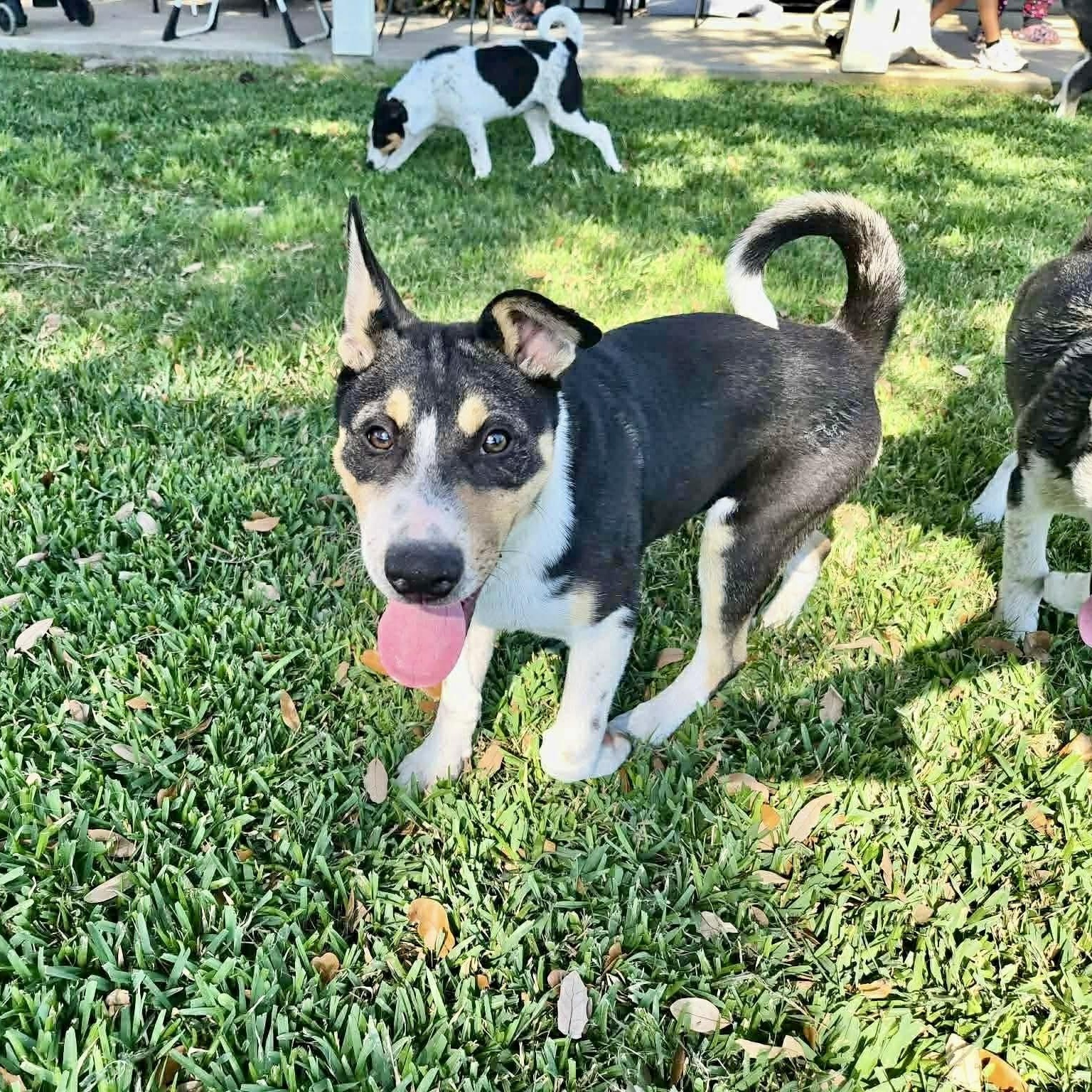 Enlarge Bronco, a ADOPTABLE mixed breed in Baytown, TX image 2/6