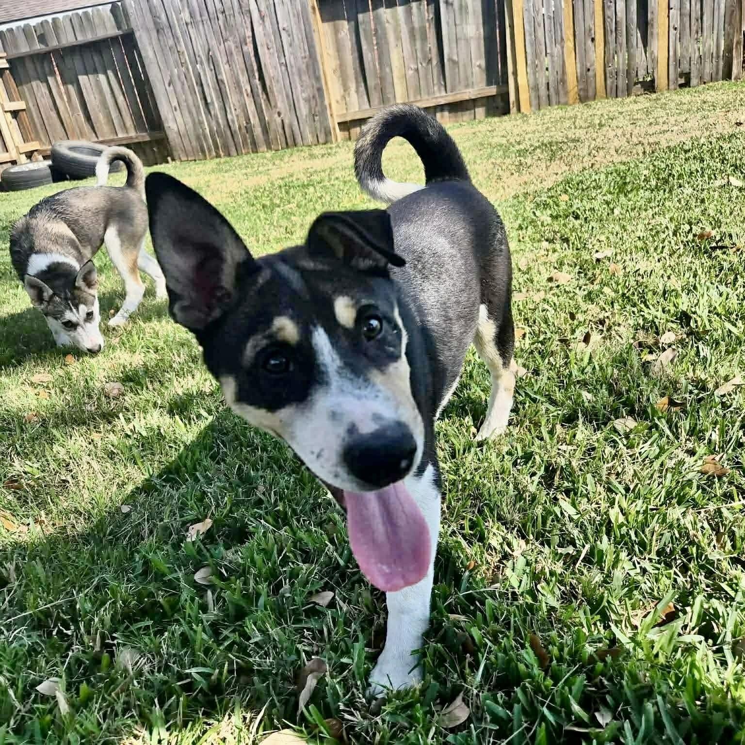 Enlarge Bronco, a ADOPTABLE mixed breed in Baytown, TX image 4/6