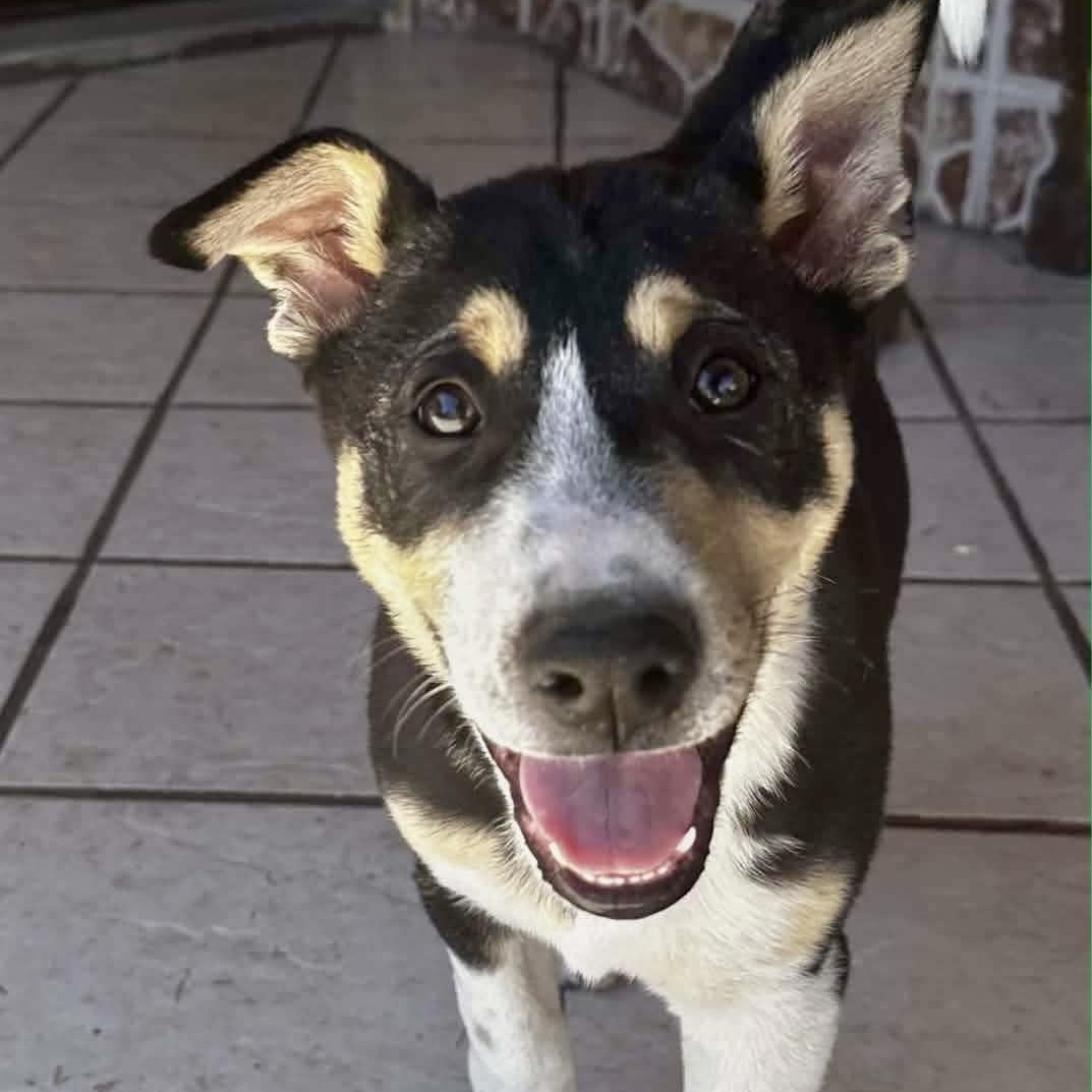 Bronco, ADOPTABLE, Puppy Male Husky & Cattle Dog.