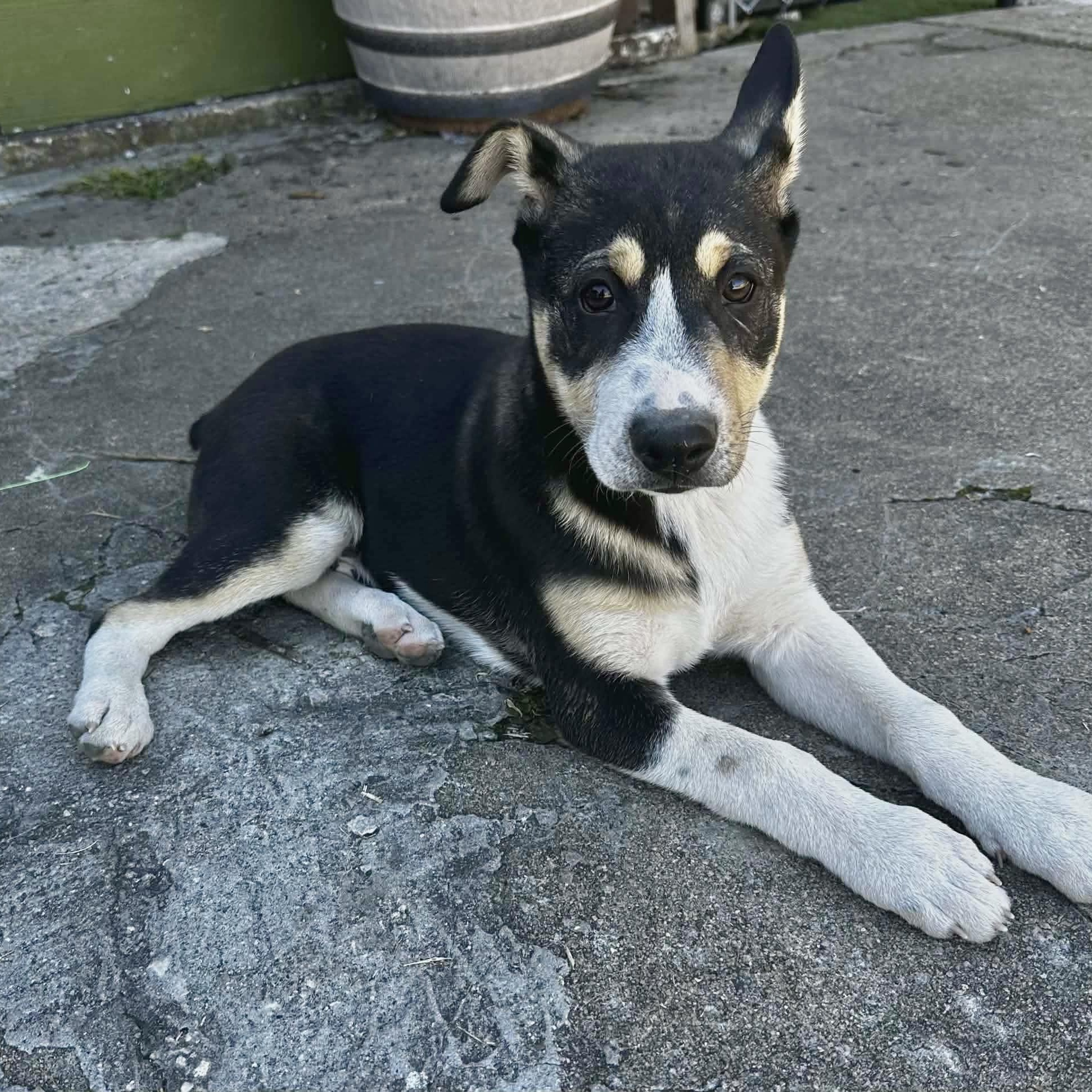 Enlarge Bronco, a ADOPTABLE mixed breed in Baytown, TX image 3/6
