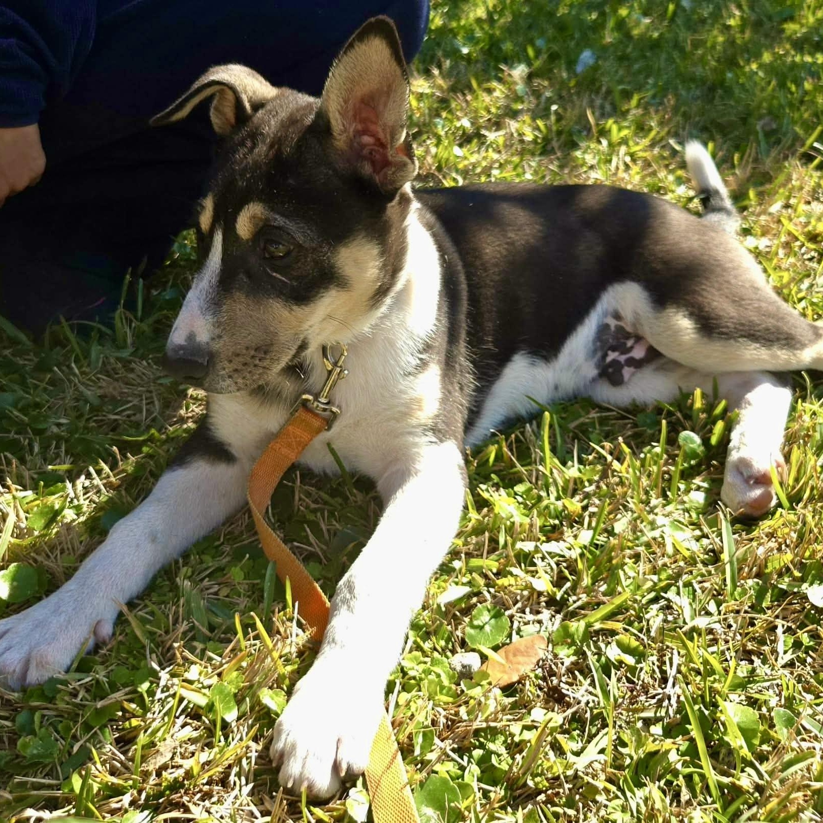 Enlarge Bronco, a ADOPTABLE mixed breed in Baytown, TX image 5/6