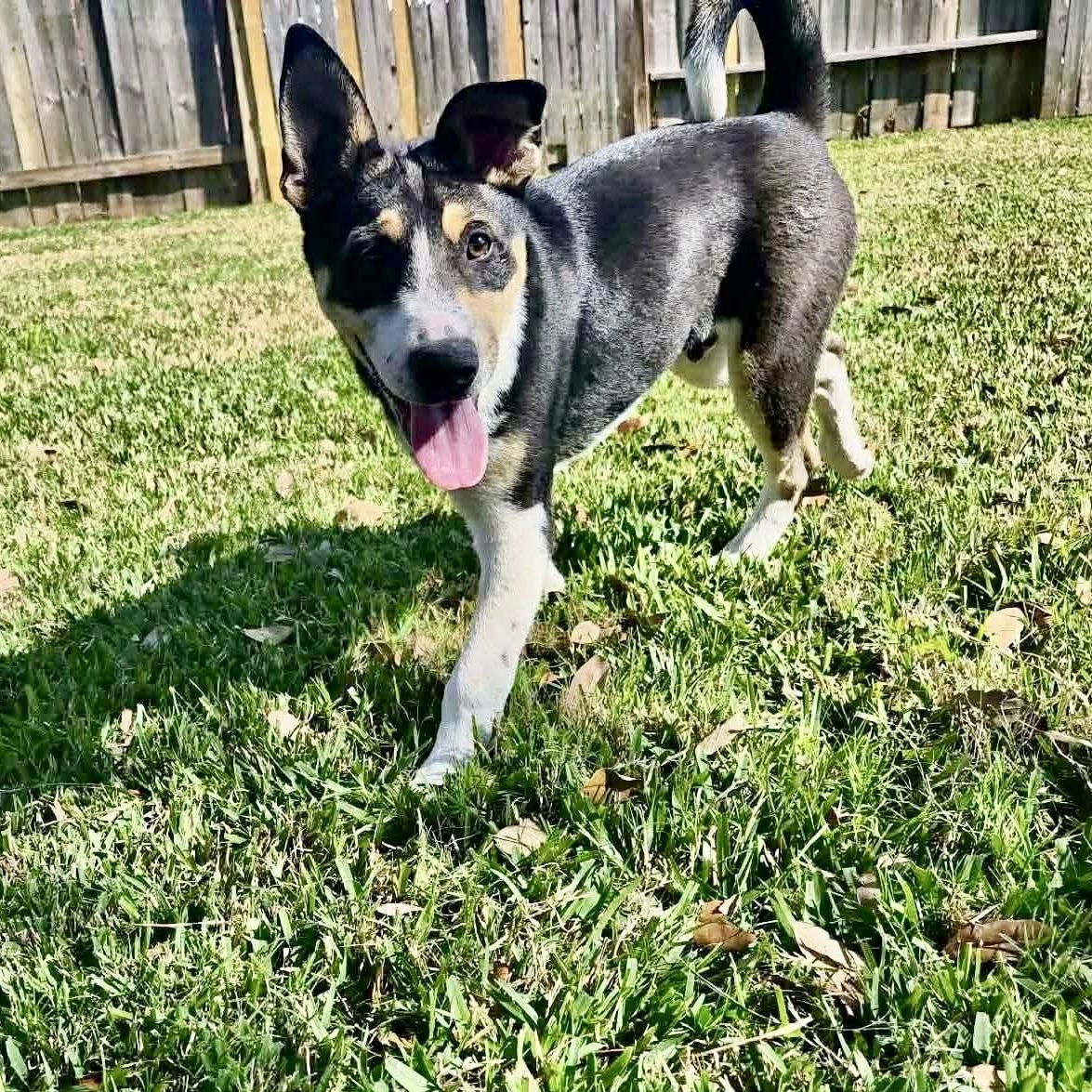 Enlarge Bronco, a ADOPTABLE mixed breed in Baytown, TX image 6/6