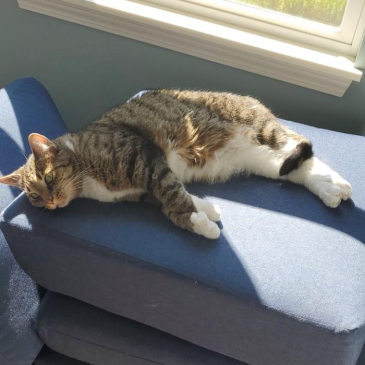 Enlarge Hemingway - Home to Home, a Adoptable Extra-Toes Cat / Hemingway Polydactyl in South Elgin, IL image 1/5