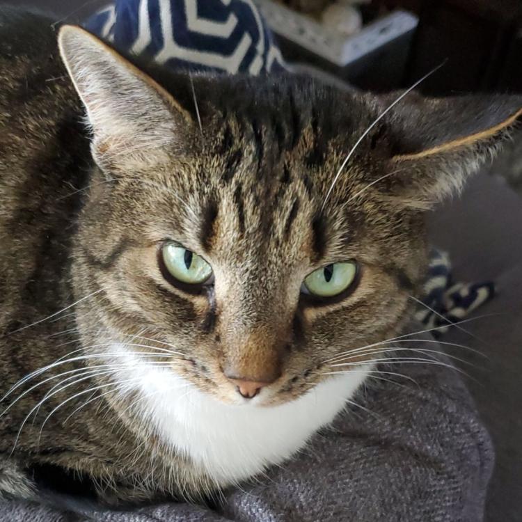 Enlarge Hemingway - Home to Home, a Adoptable Extra-Toes Cat / Hemingway Polydactyl in South Elgin, IL image 2/5