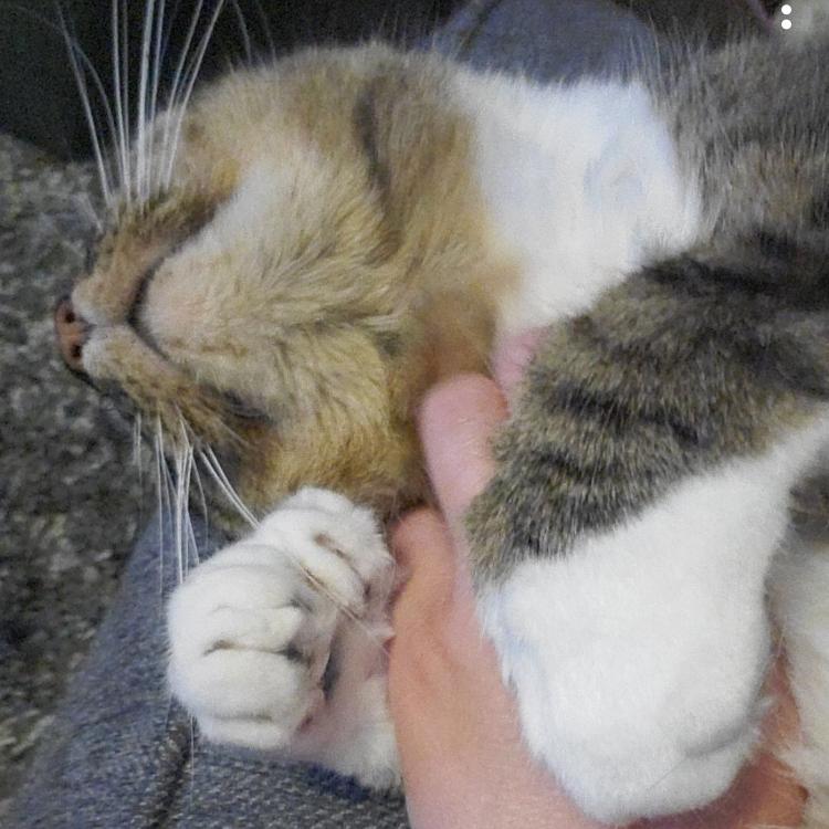 Enlarge Hemingway - Home to Home, a Adoptable Extra-Toes Cat / Hemingway Polydactyl in South Elgin, IL image 3/5