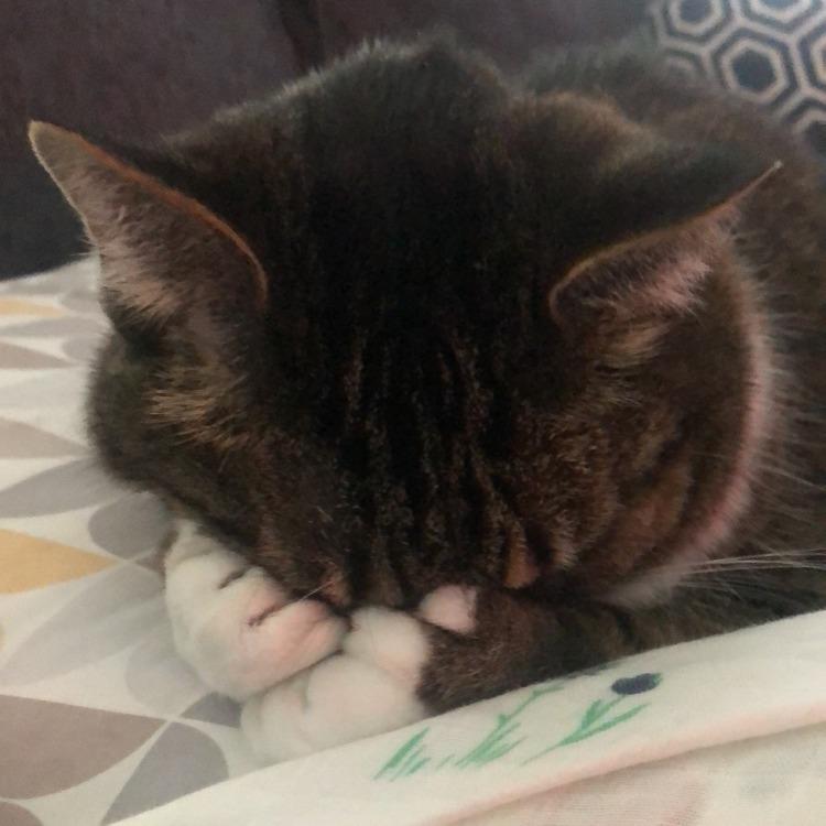 Enlarge Hemingway - Home to Home, a Adoptable Extra-Toes Cat / Hemingway Polydactyl in South Elgin, IL image 4/5