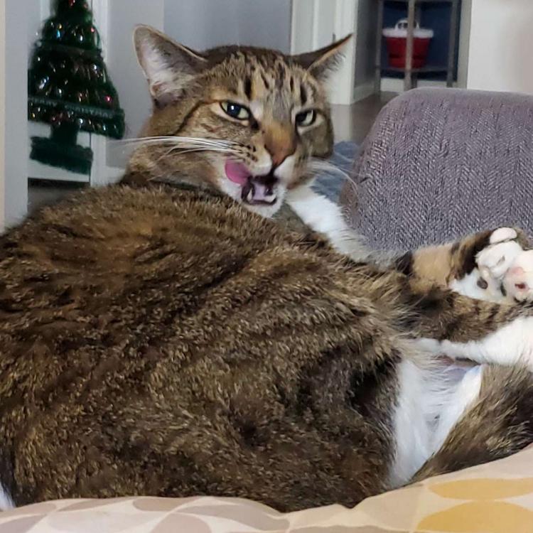 Hemingway - Home to Home — thumbnail 5