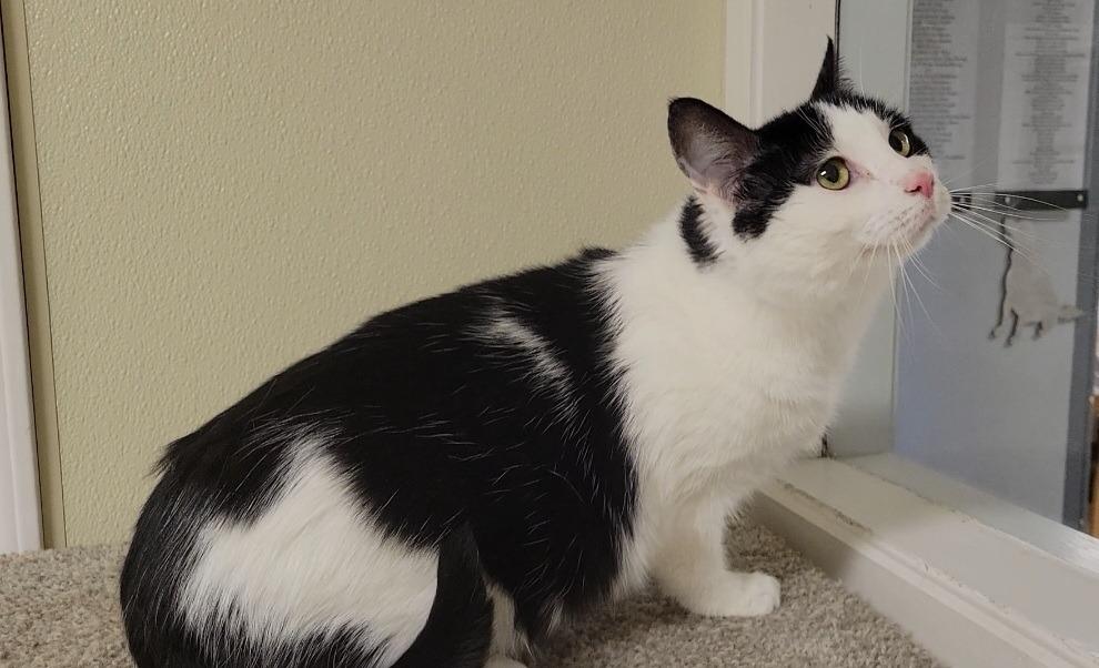 POPPY, Adoptable, Young Female Domestic Short Hair.