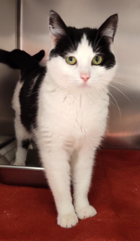 Enlarge POPPY, a Adoptable mixed breed in Sandusky, OH image 2/3