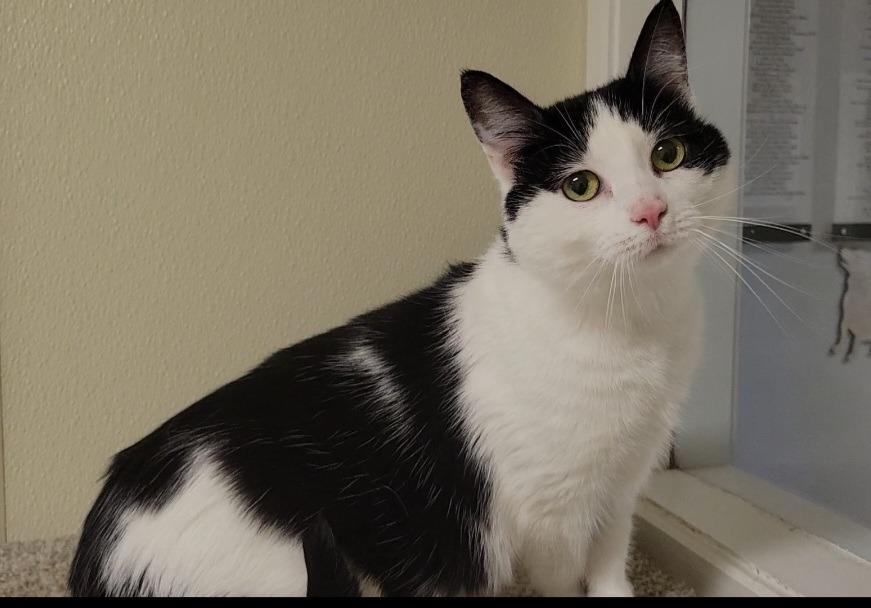 Enlarge POPPY, a Adoptable mixed breed in Sandusky, OH image 3/3