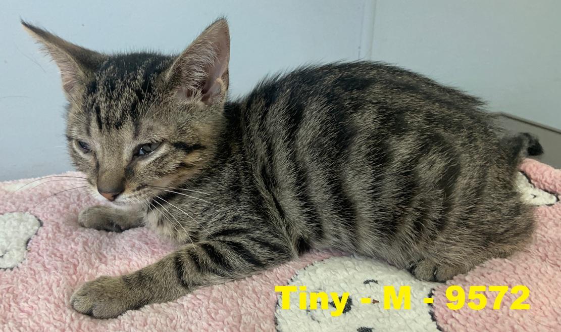 Enlarge Tiny, a Adoptable American Shorthair in Weatherford, TX image 1/1