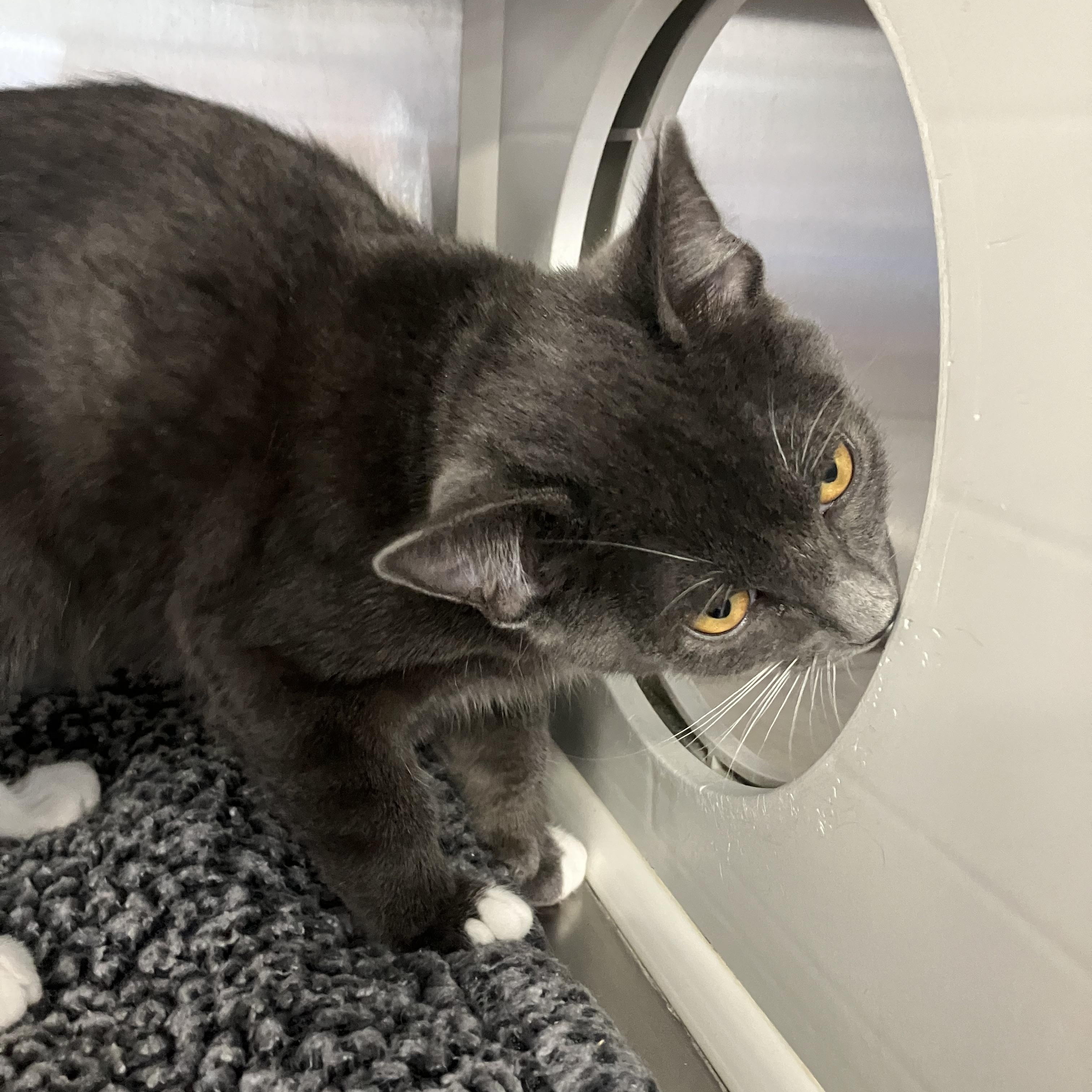 Oscar M, a Adoptable Domestic Short Hair in Portland, OR image 4/4