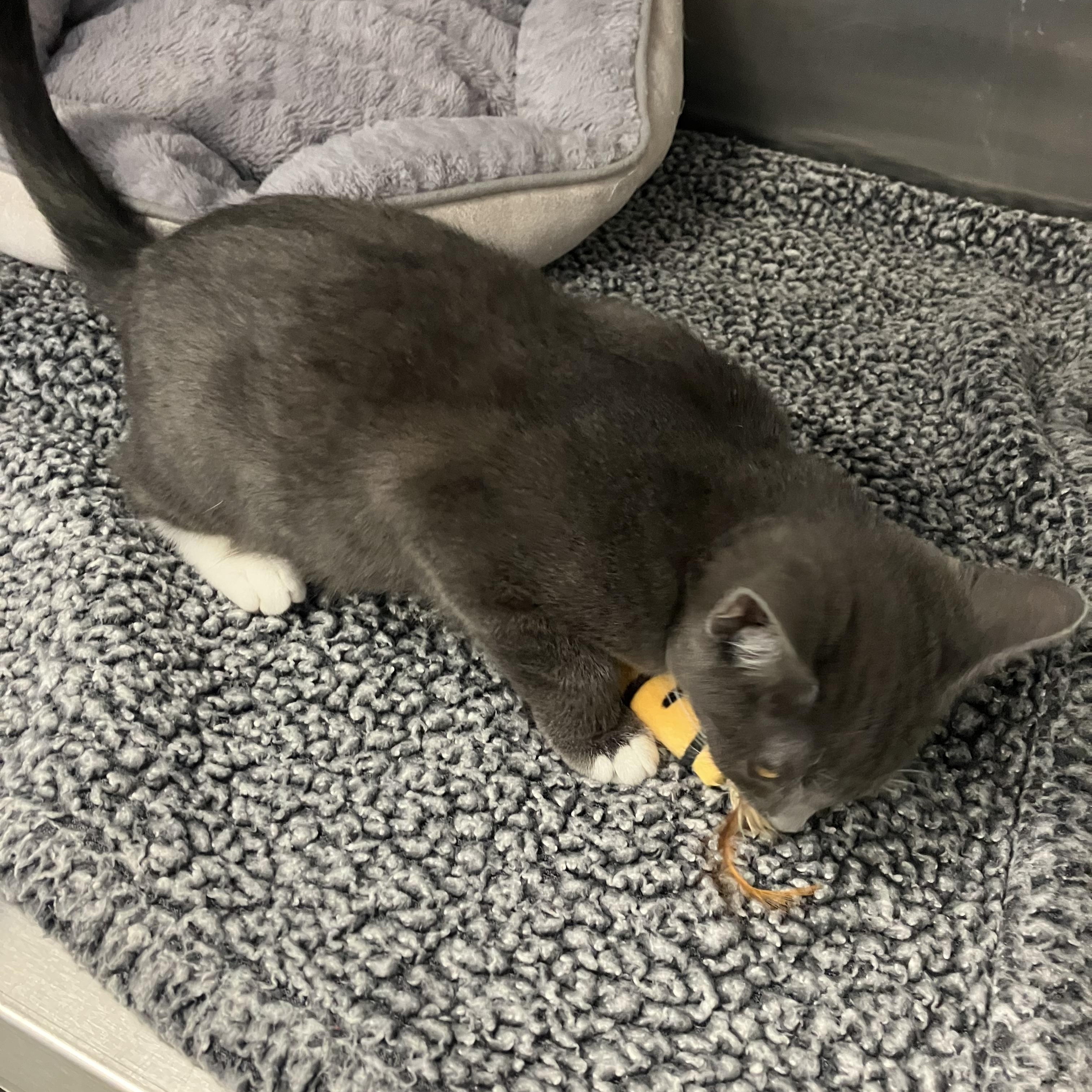 Oscar M, a Adoptable Domestic Short Hair in Portland, OR image 3/4