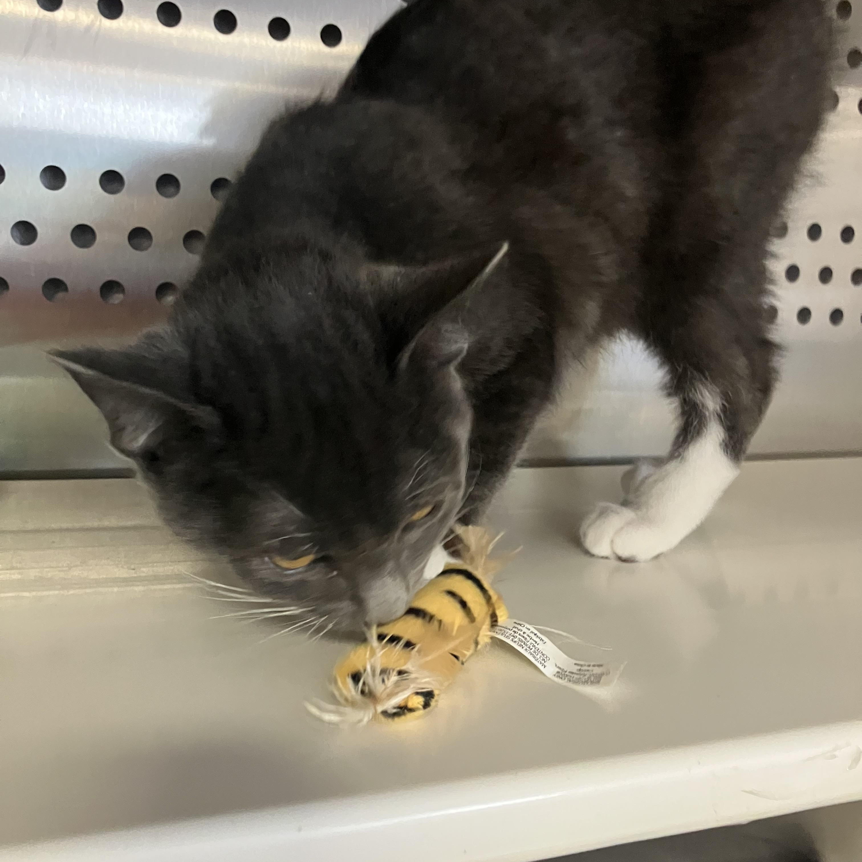 Oscar M, a Adoptable Domestic Short Hair in Portland, OR image 2/4